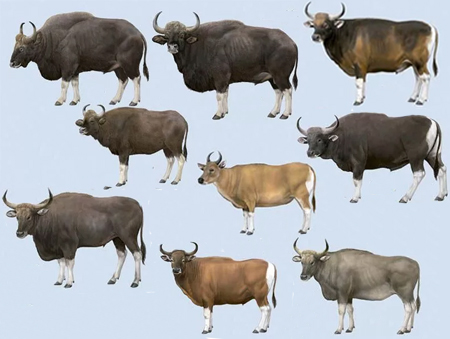 Интересные факты о быках