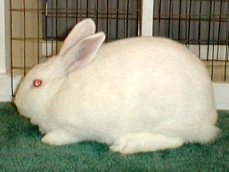 Кролики и зайцы
