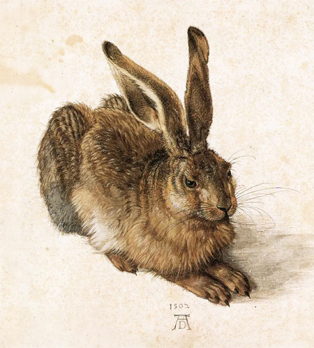 Кролики и зайцы