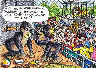 анекдоты про обезьян
