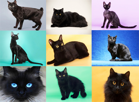 Интересные факты о черных кошках и котах