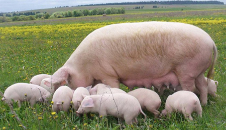 нтересные факты о свиньях