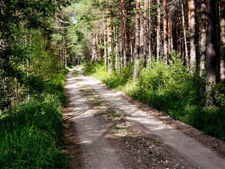 Лесная дорога в Латвии